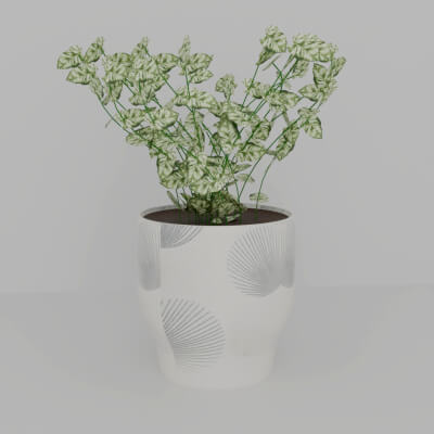 Potted Caladium Plant