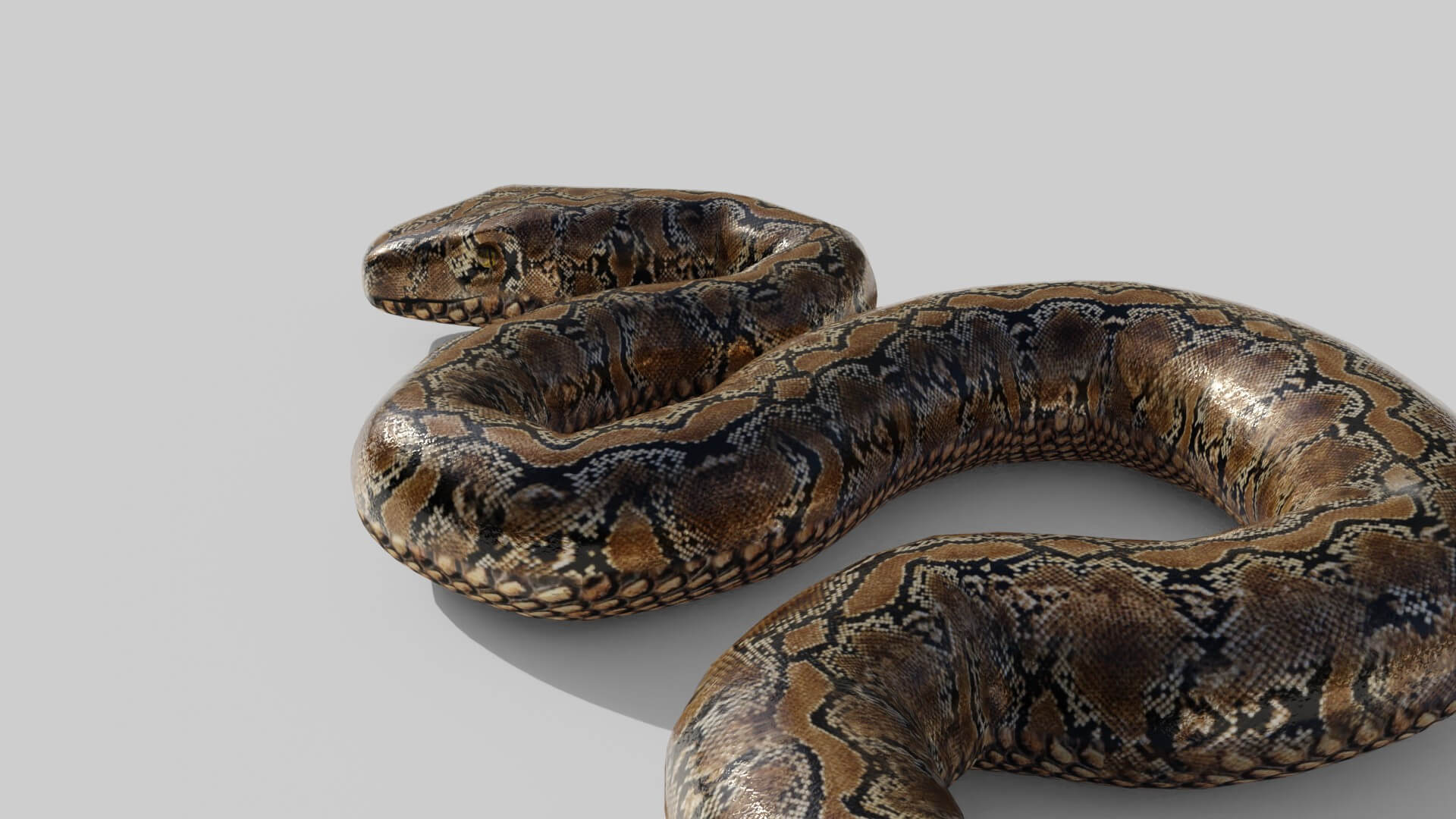 Python Snake - 3D Model by sathak