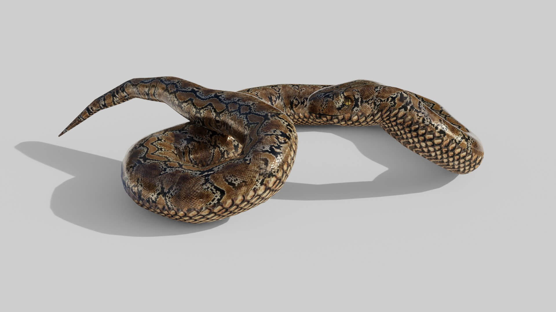 Python Snake - 3D Model by sathak