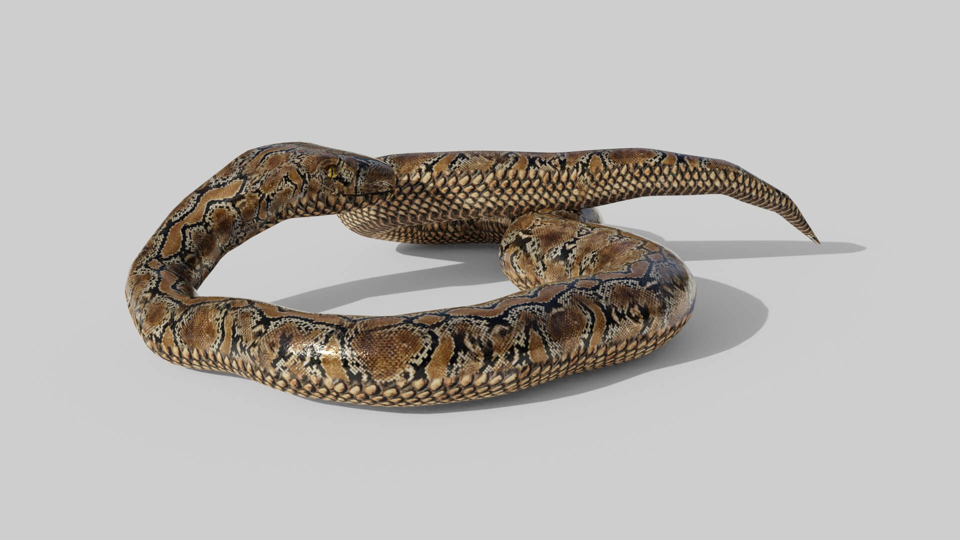 Python Snake - 3D Model by sathak