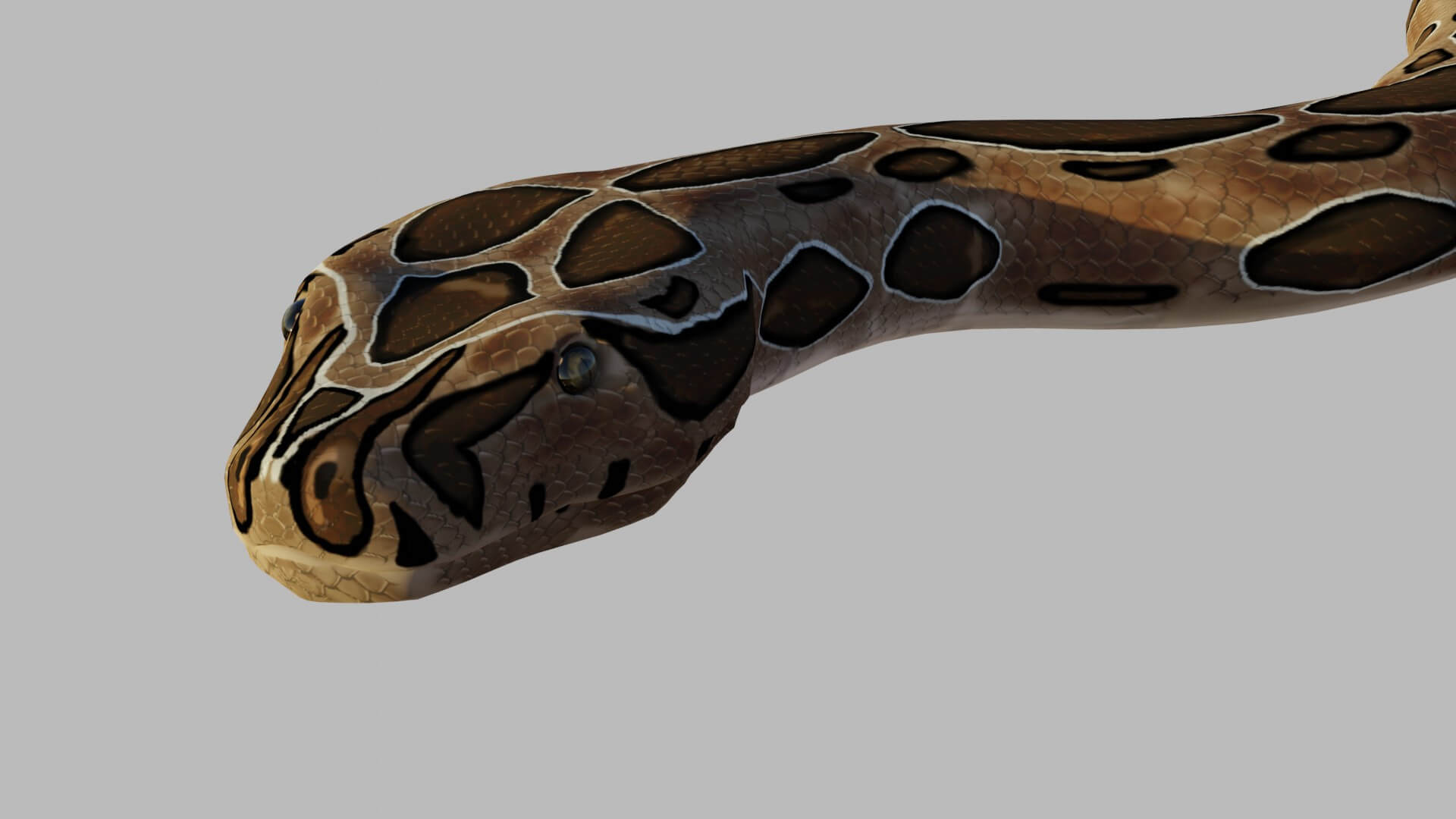 Russells Viper - 3D Model by sathak