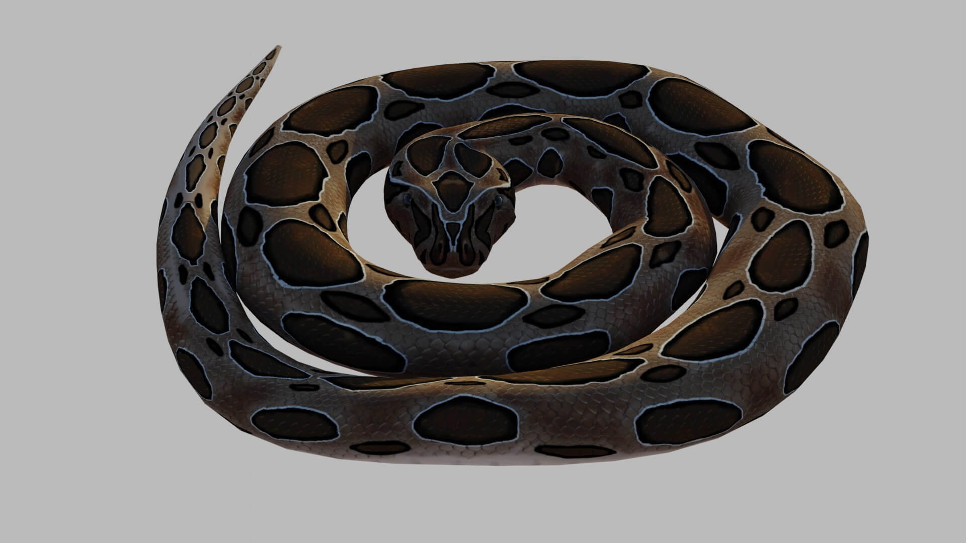 Russells Viper - 3D Model by sathak