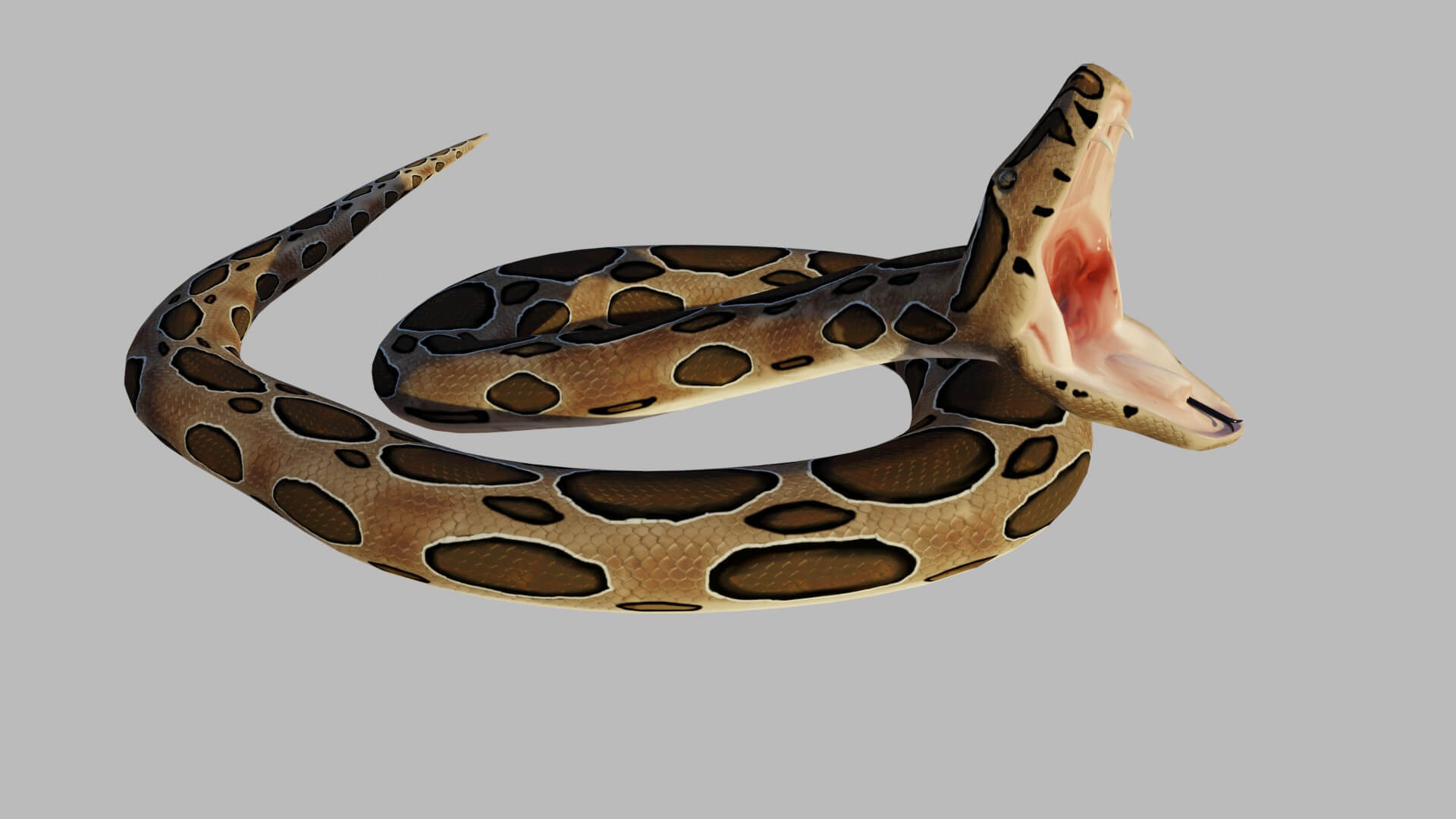 Russells Viper - 3D Model by sathak