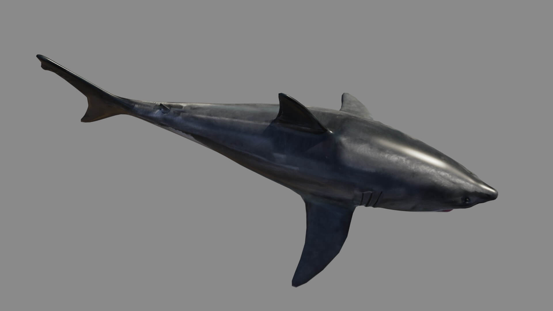 Great White Shark 3D Model By Sathak Great white shark 3d model by sathak