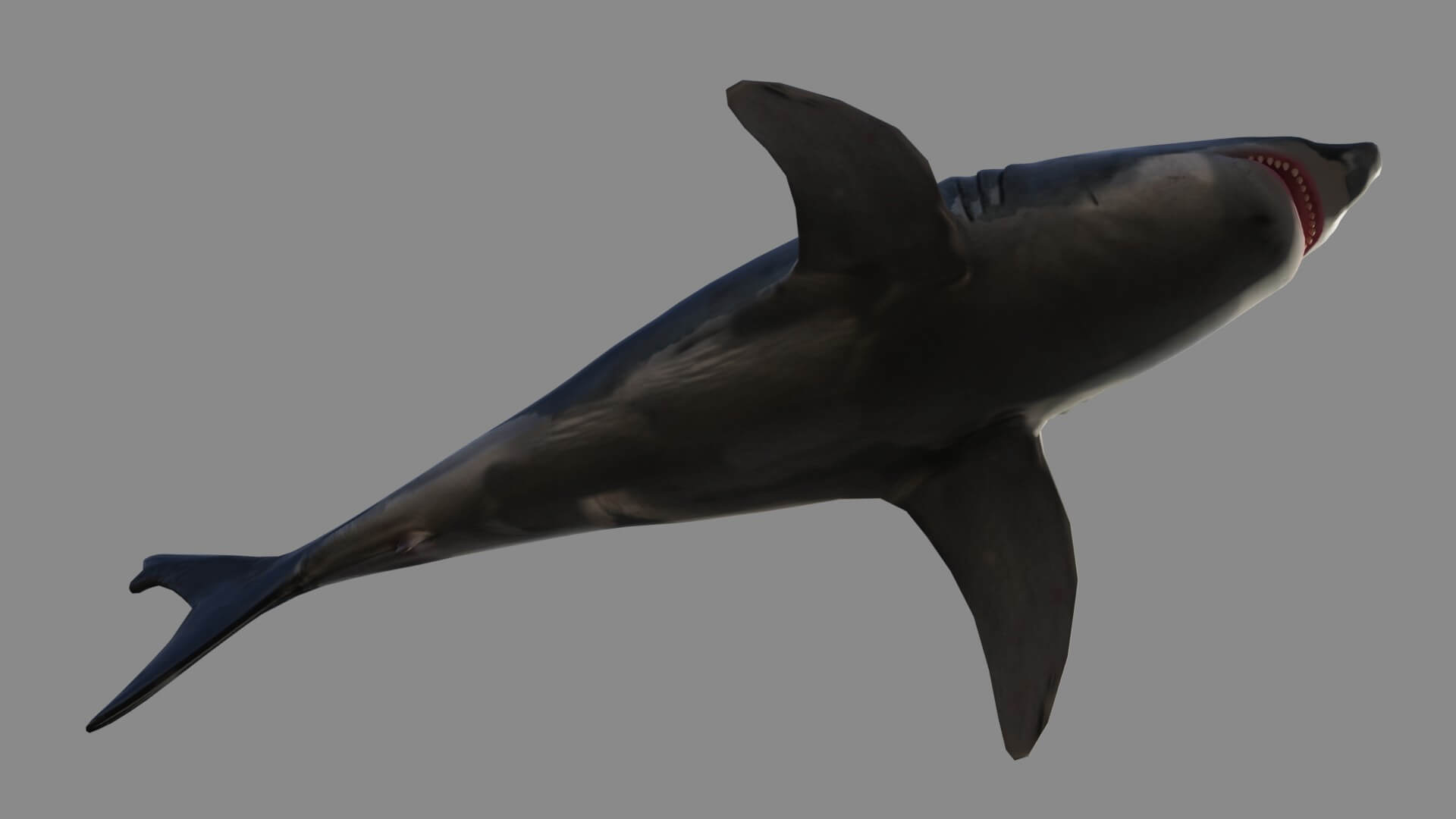 Great White Shark 3D Model By Sathak Great white shark 3d model by sathak