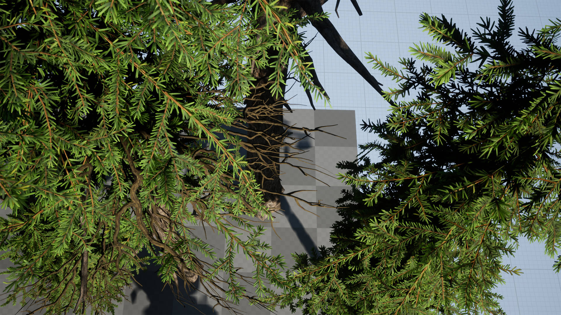 Douglas Firs Pack 3D Model by seriouscat