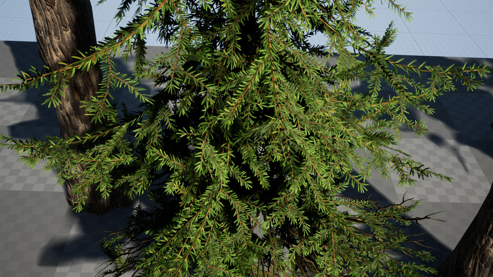 Douglas Firs Pack 3D Model by seriouscat
