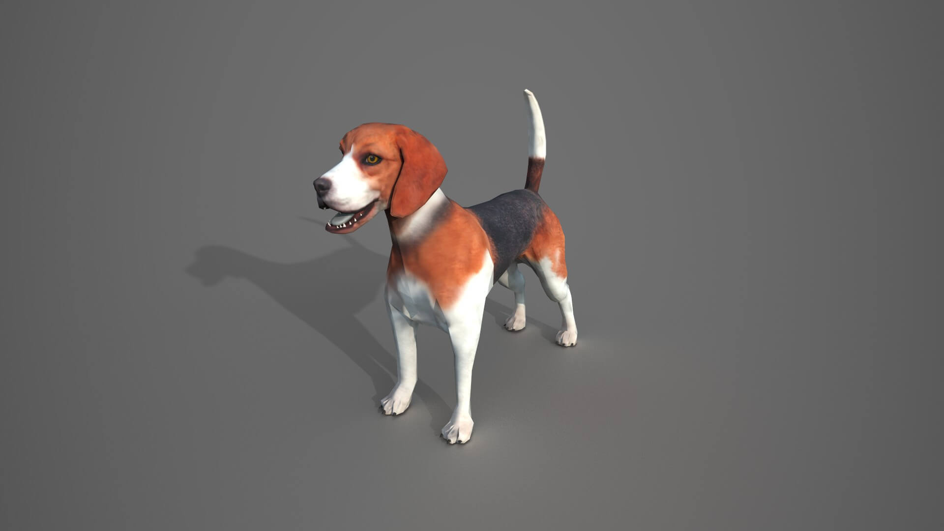 Beagle Dog 3D Model by sherazahmad