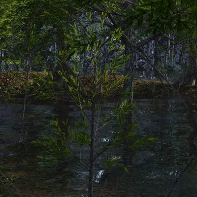 Mangrove DAZ Studio