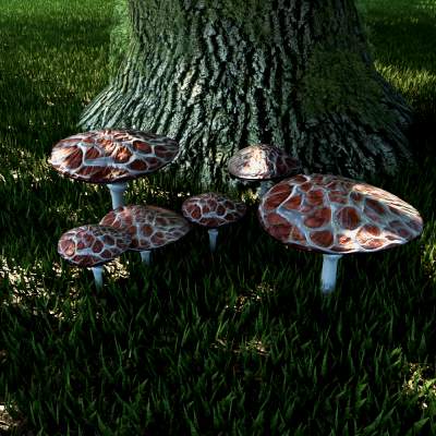 Set Mushrooms 5 Types