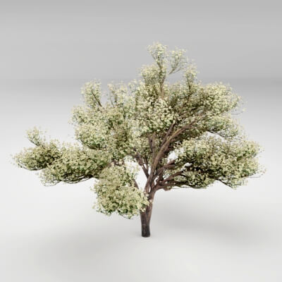 Flowering Apple Tree