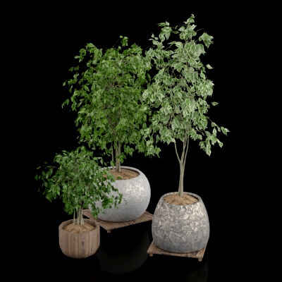 Indoor Plants