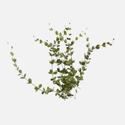Outdoor Plant Plant01