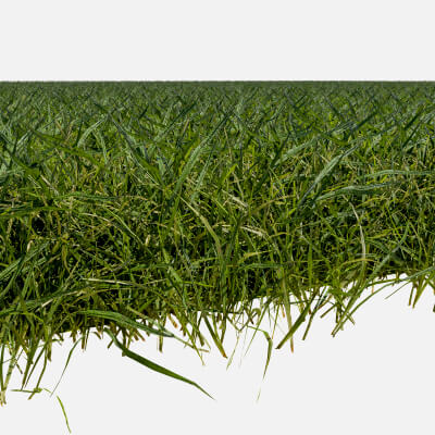 Grass Field- Lawn