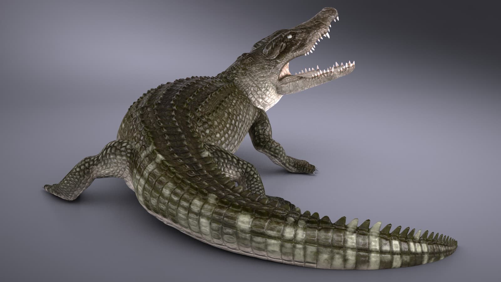 аллигатор 3д модель. Crocodile 3d. нильский крокодил в полный рост. крокодил 3d материал. крокодил 3д.