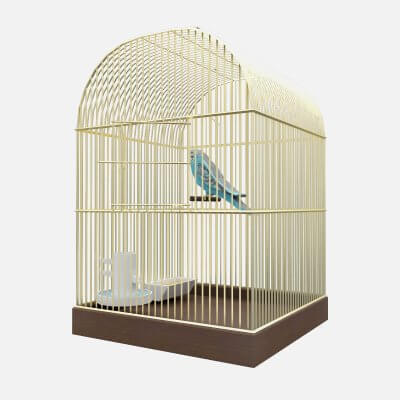 Cage With The Bird