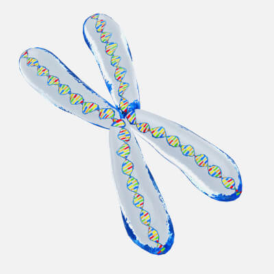 Chromosome