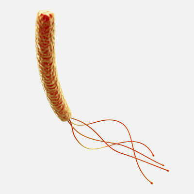Flagellas