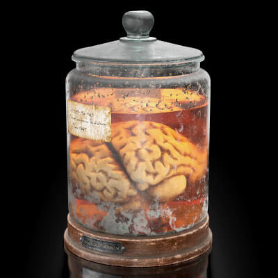 Organ Jar Human Brain Props by Stb3D