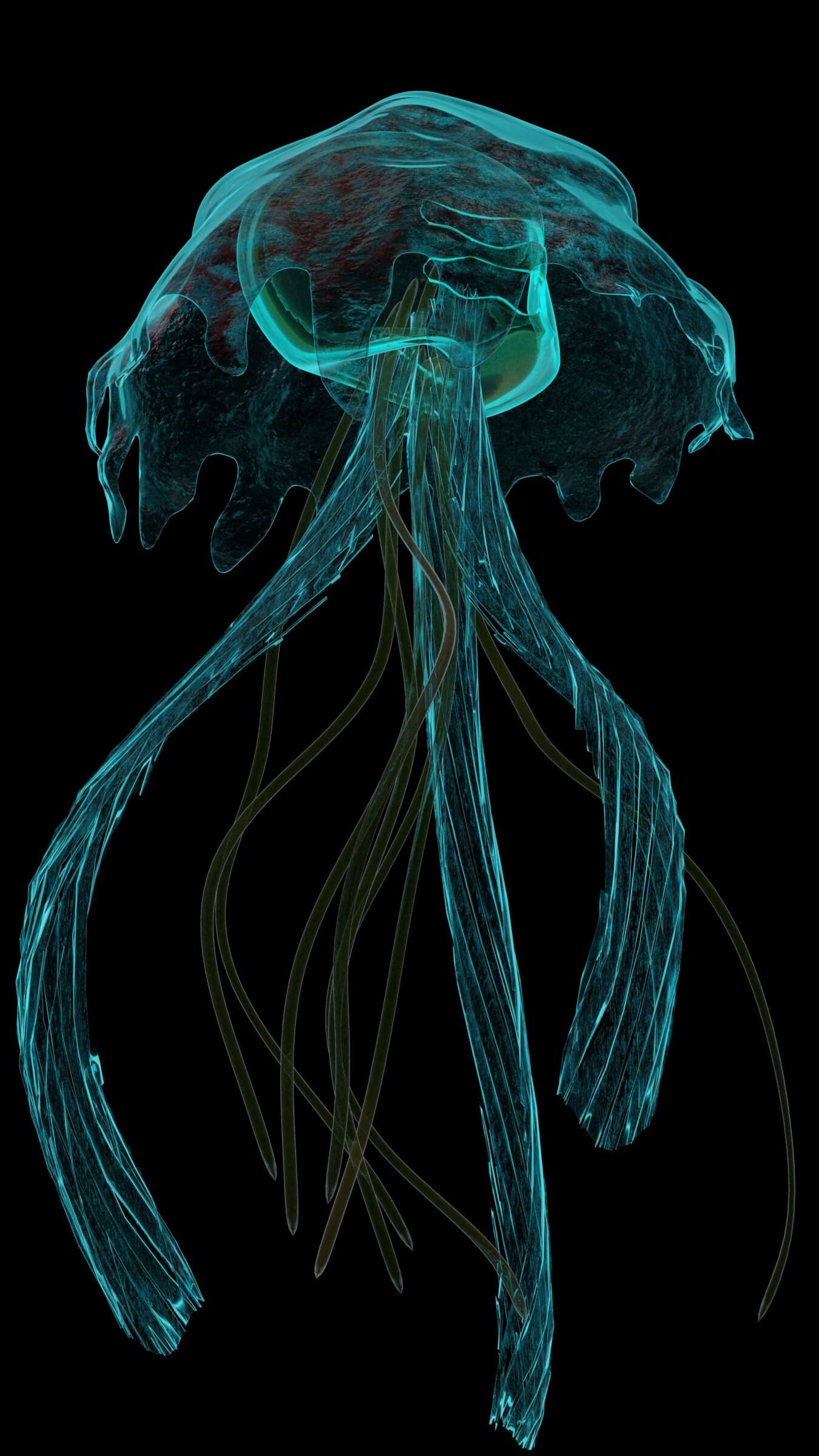 JellyFish 3D Model by sumitkucheria
