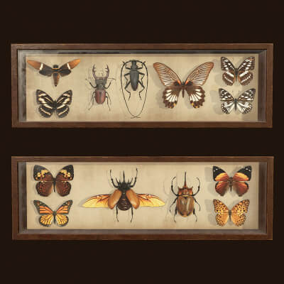 Entomological Pictures. Beetles and Butterflies by Tatiana Gladkaya