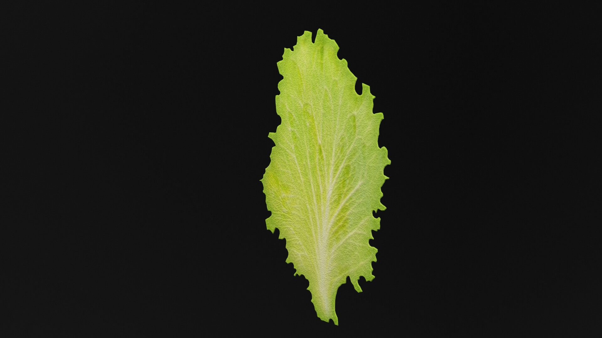 Lettuce Leaf - 3D Model by thedazking