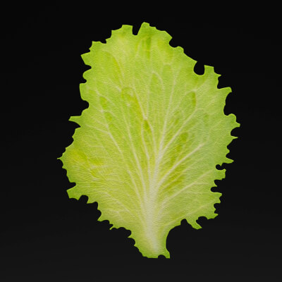 Lettuce Leaf - 3D Model by thedazking