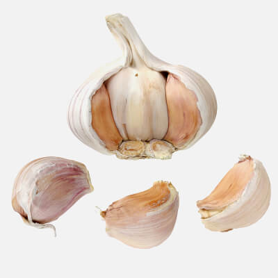 Garlic 8 Models - 3D Model by TmHill