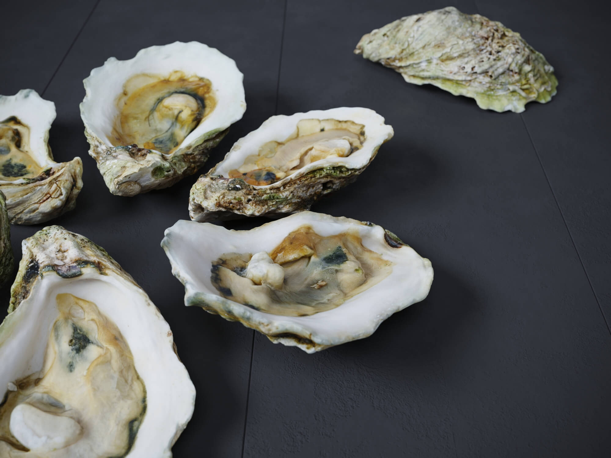 Half Shell Oysters 6 Models - 3D Model by TmHill