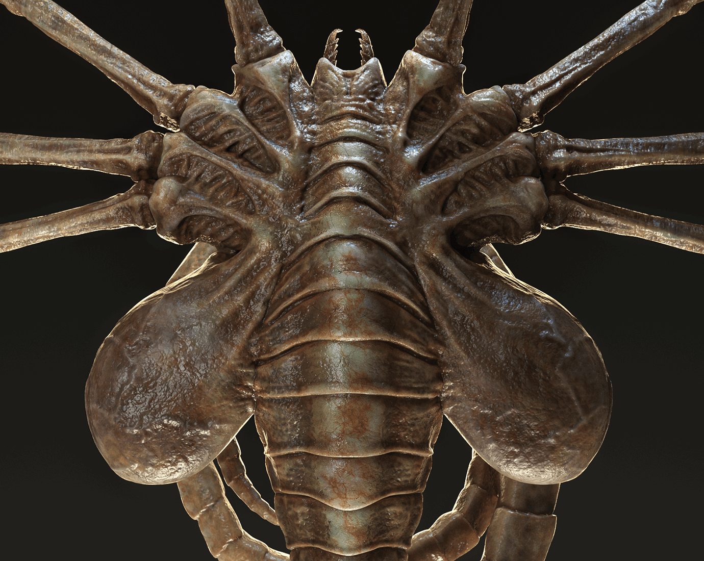 Facehugger Anatomy