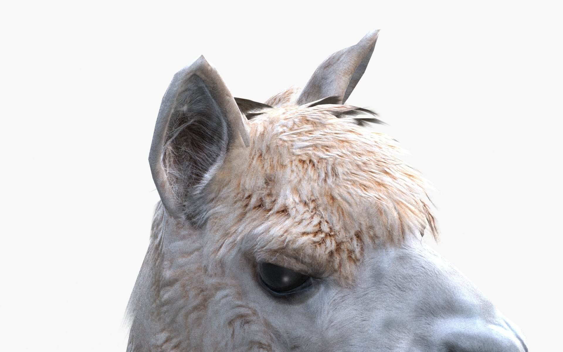 Alpaca - 3D Model by tomoplace