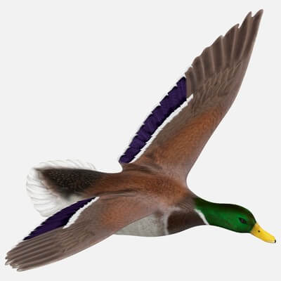 Flying Duck - 3D Model by Tornado Studios