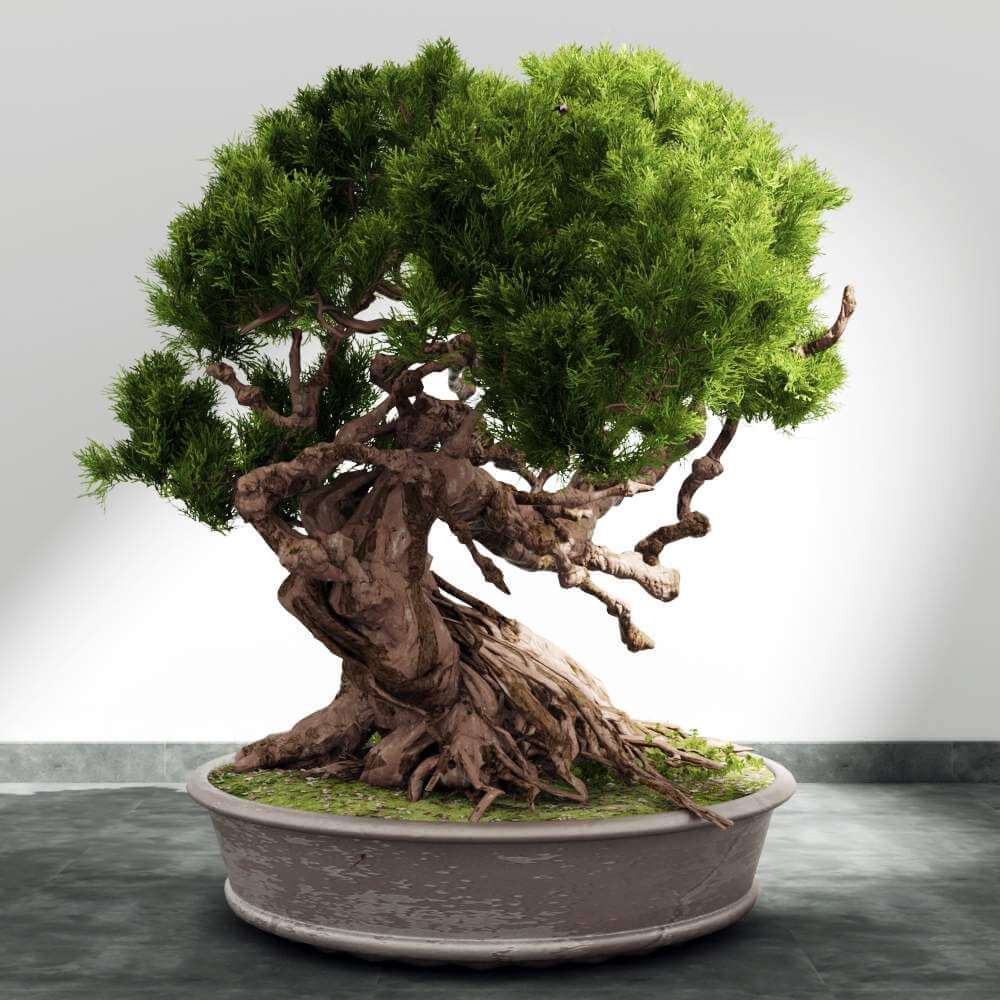 Bonsai Plant 3D Model by tranduyhieu