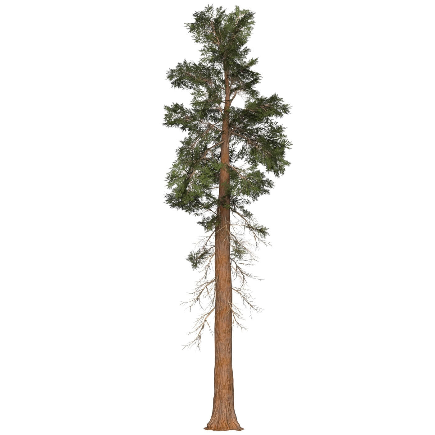 Game Ready Tree 27 - 3D Model by TreeWorld3d