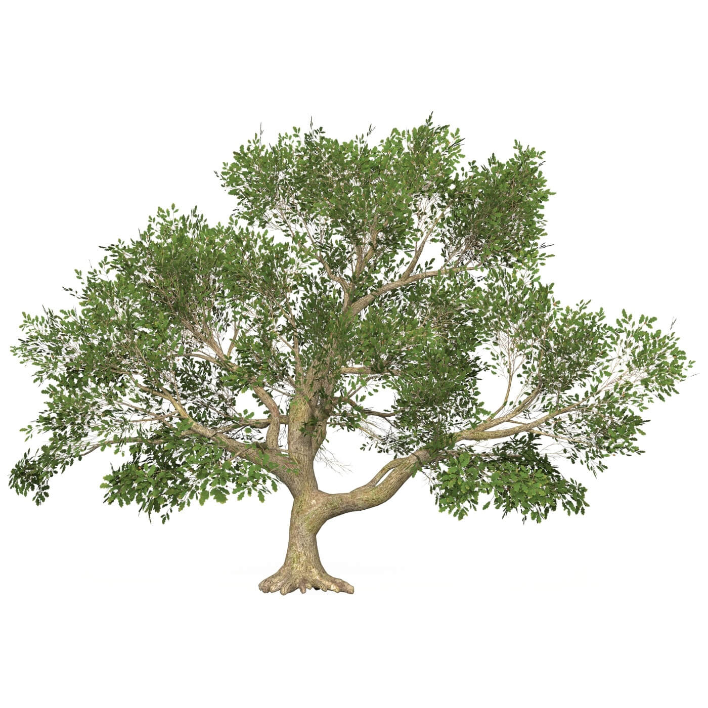 Game Ready Tree 47 - 3D Model by TreeWorld3d