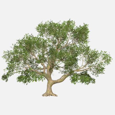 Game Ready Tree 47 - 3D Model by TreeWorld3d