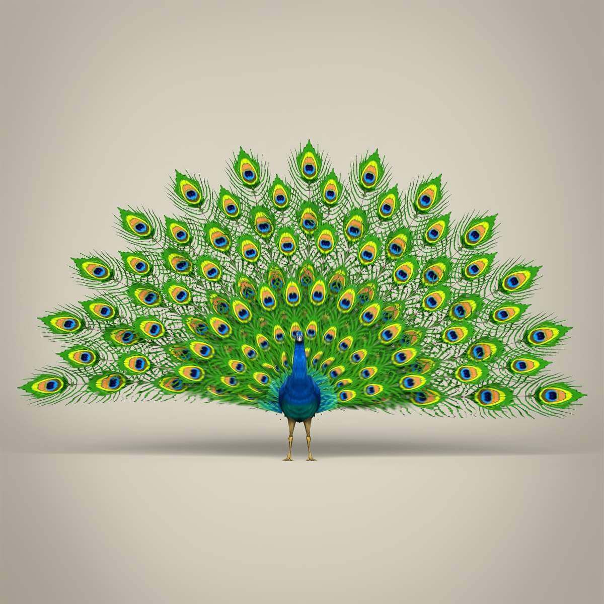 Peacock 3D Model by TreeWorld3d