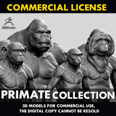 Gorilla Primate