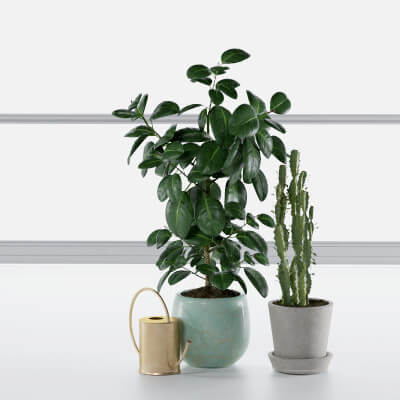 Decorative Plants