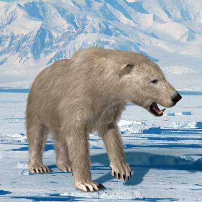 Polar Bear