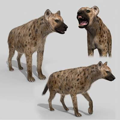 Hyena