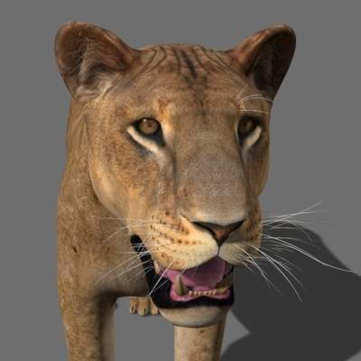 Lioness with Fur
