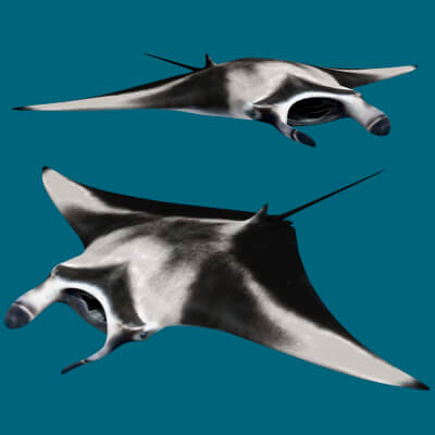 Manta Ray 8K- 3D Animated