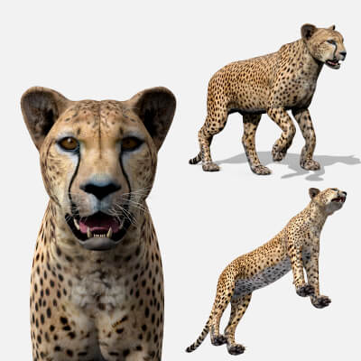 Most Real Cheetah 8K 3D Animated