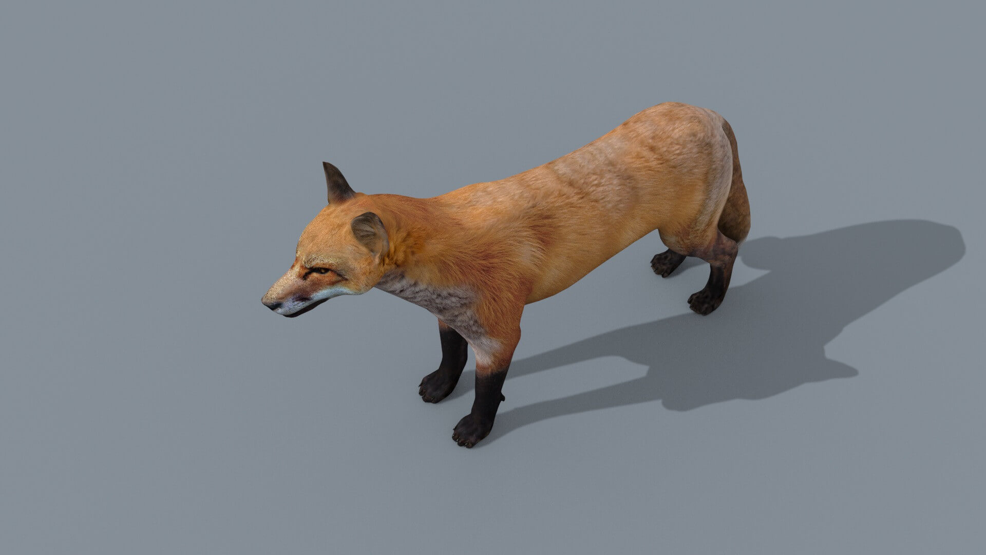 Animated Fox - 3D Model by Virtual creator