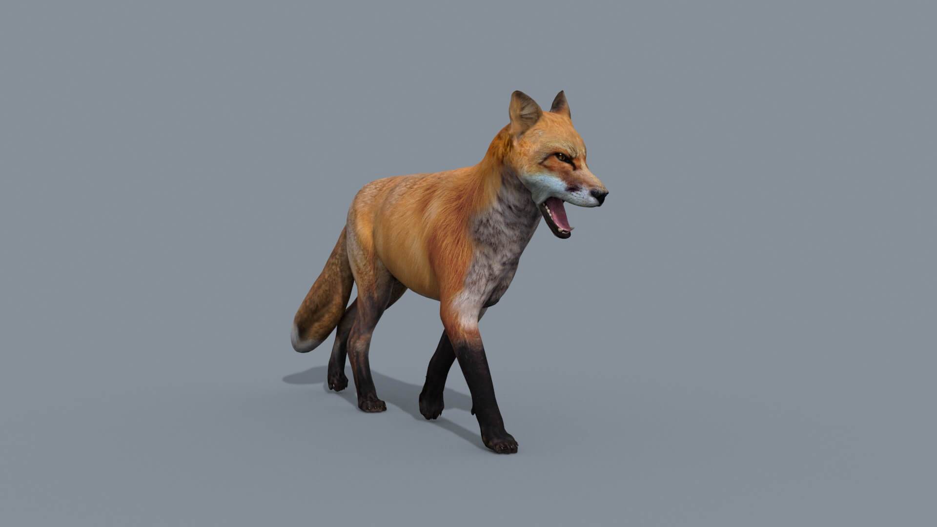 Fox Computer Model Animated Fox - 3D Model by Virtual creator