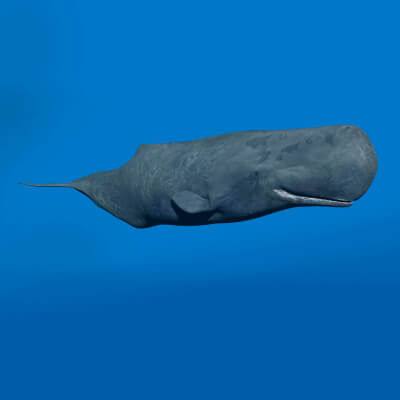 Photoreal Sperm Whale 8K - 3D Animated