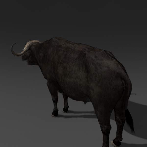 Buffalo - 3D Model by Virtual creator