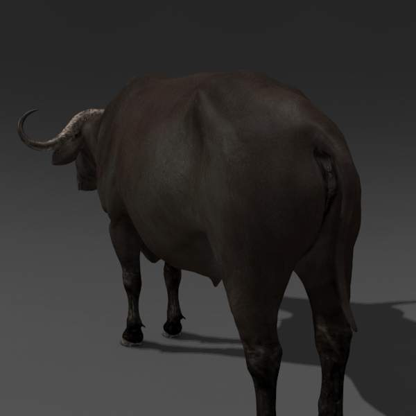 Buffalo - 3D Model by Virtual creator