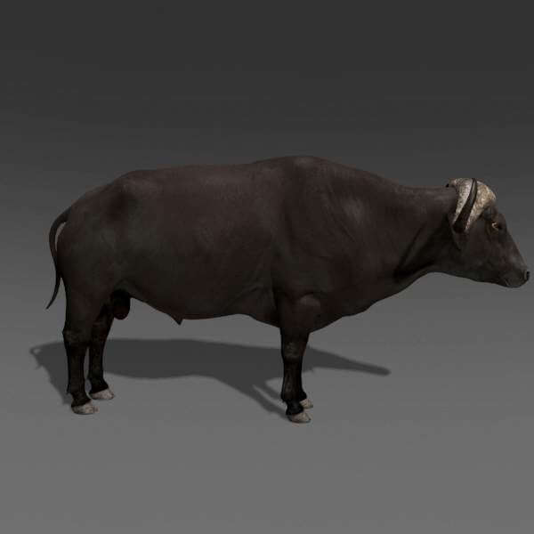 Buffalo - 3D Model by Virtual creator